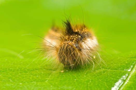 close-up of a caterpillar on a green leaf