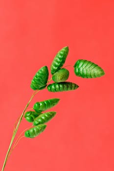 close up of green plant,isolated on red background