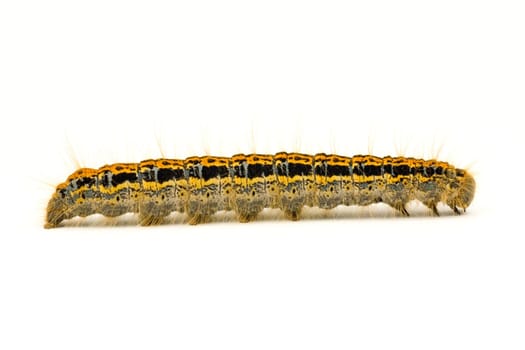 colorful hairy caterpillar isolated on white background