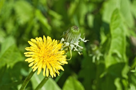 two dandelions in a green grass field