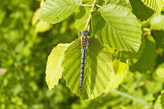 dragon fly sitting on a green leaf