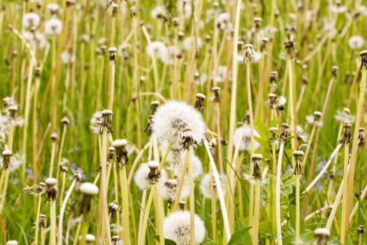 Summer meadow full of wild fluffy dandelions