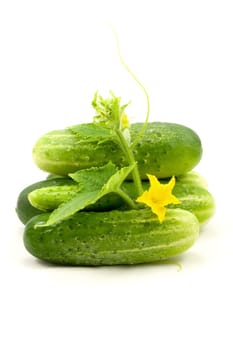 cucumbers with leaves and flower, on white background
