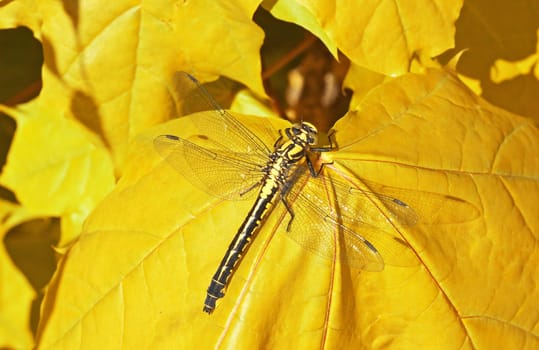dragon fly sitting on a yellow maple leaf