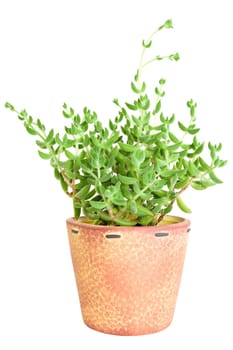 decorative cactus in a  pot, isolated on white background