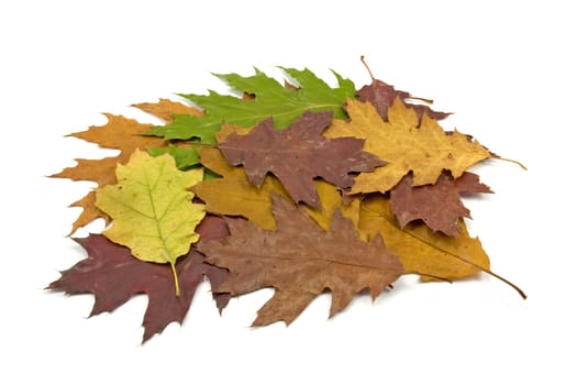 pile of dirty fallen leaves on white background