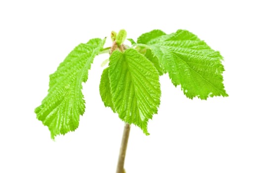 fresh spring plant isolated on white background