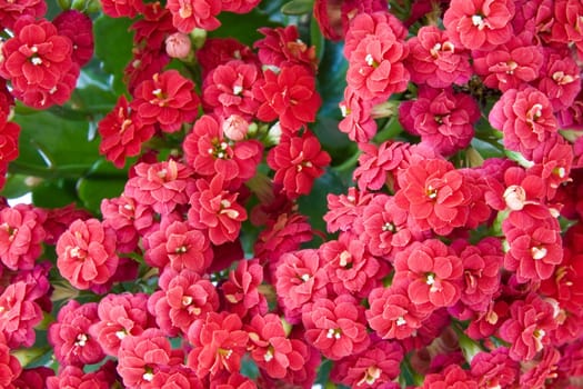close up background of red flowers bush