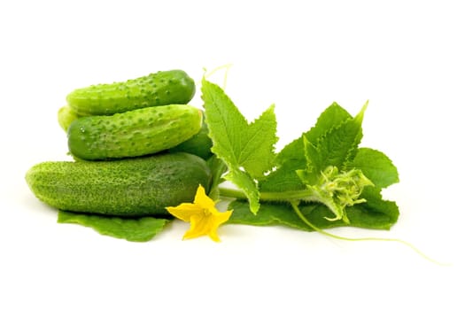 Fresh cucumbers fruits with leaves and flower