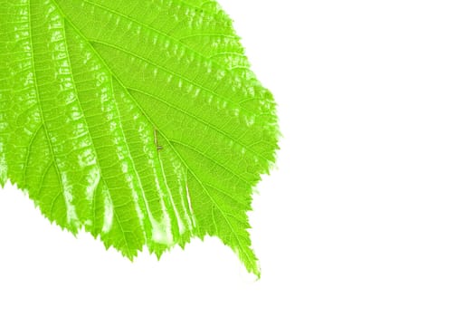 green wet and bright leaf, isolated on white background