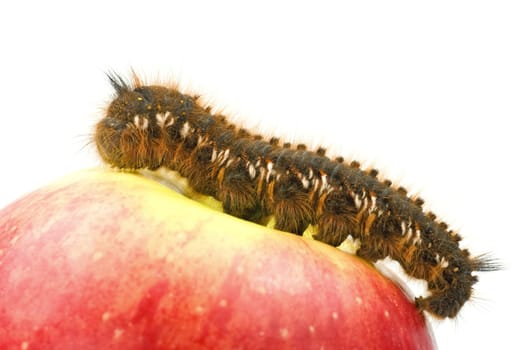 Big hairy caterpillar on top of a red apple