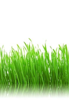 green grass with reflection on white background