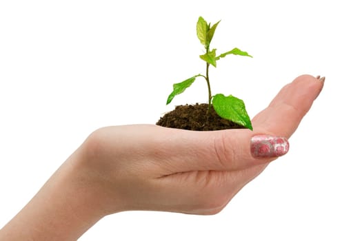 green plant in woman hand. isolated on white