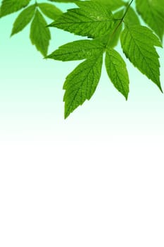 green leaves background with copy-space for text