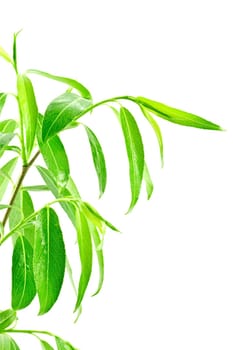 green leafy plant isolated over white background