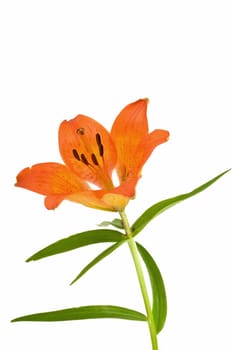 orange flower blossom,isolated on white background