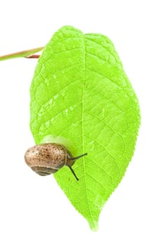 little snail slug on a green bright leaf