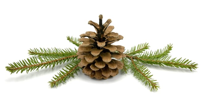 Pine Cone and fir branches. isolated on white