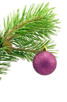 pine branch with purple bauble over white background