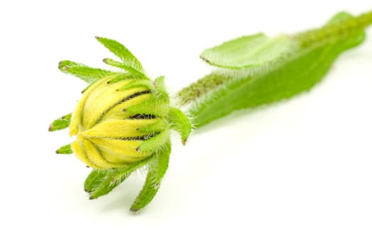 green plant with yellow bud ,isolated on white