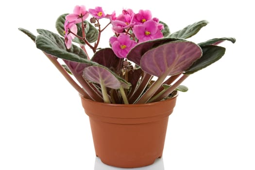 pot with blooming  plant  over a white background