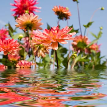 beautiful summer garden flowers with water reflection