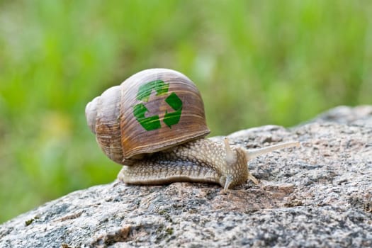 snail with recycle symbol, crawling in nature on stone