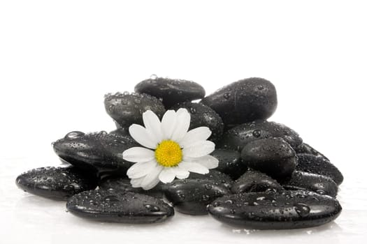 spa stones with a white daisy flower