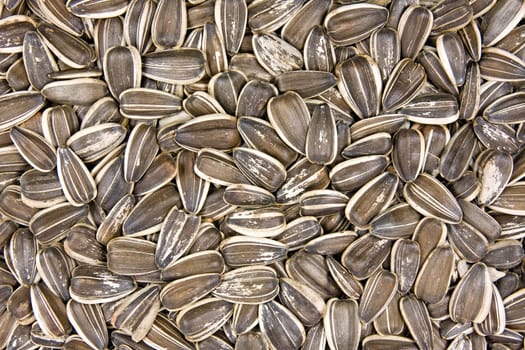 close up background of dried sunflower seeds