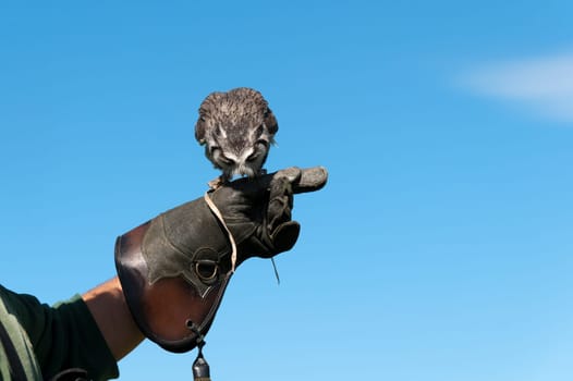 owl on glove instructor in Cornwall