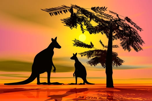 Kangaroos