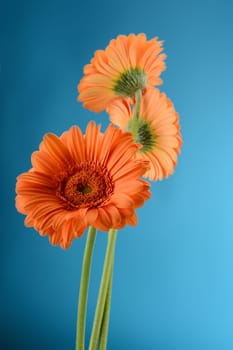 Gerbera. Flowers isoalted on white