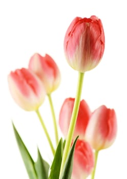Tulips on white background. Tulipa