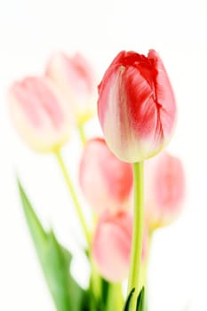 Tulips on white background. Tulipa