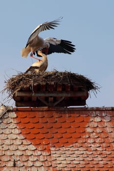 the love of the storks