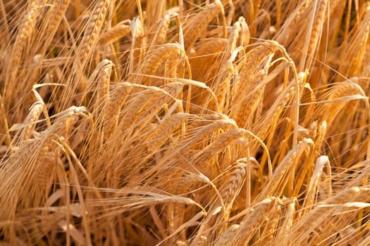 corn field detail before crop