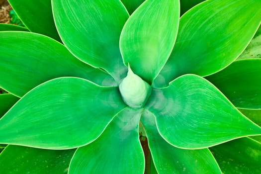 Agave plant in natural sunlight