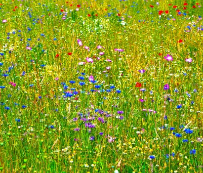 colorful wildflowers in the meadow