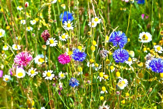 colorful wildflowers in the meadow