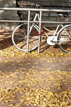 Bike parking on the dried leaves carpet