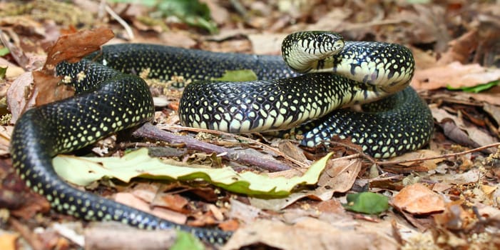 A Black Kingsnake (Lampropeltis getula) at Monte Sano State Park - Alabama.