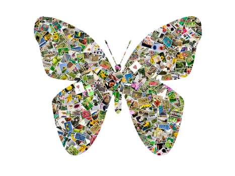 Butterfly, photo collage on white background