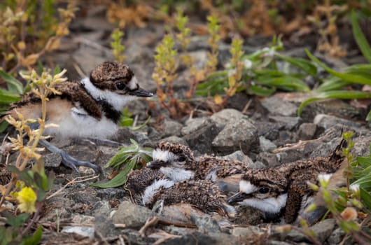 Newly hatched killdeer chick in nest with eggs