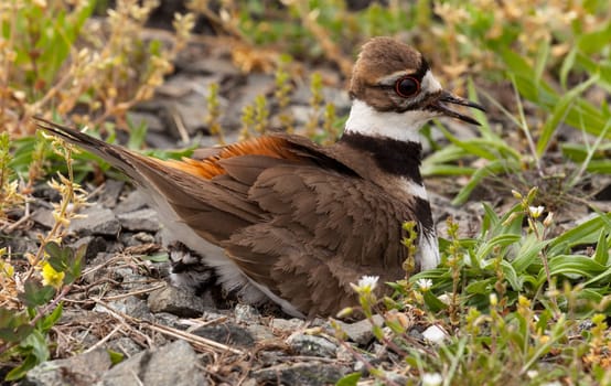 Close up shot of Killdeer bird at nesting time sitting with chicks and eggs on nest