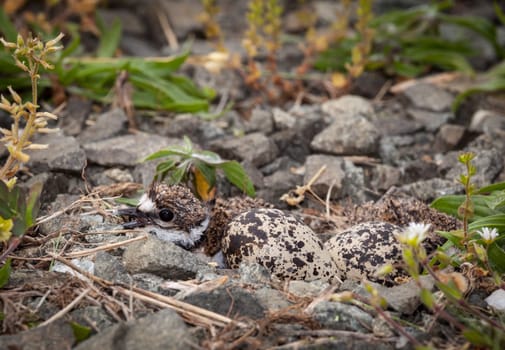 Newly hatched killdeer chick in nest with eggs