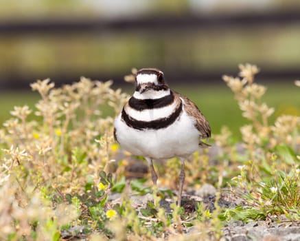 Close up shot of Killdeer bird at nesting time and defending its young with aggressive dance