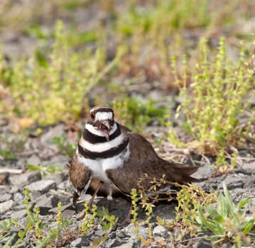 Close up shot of Killdeer bird at nesting time and defending its young with aggressive dance
