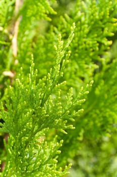 Cypress background