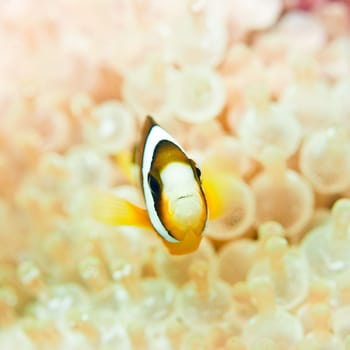 Tropical fish Clownfish and bubble anemones underwater.