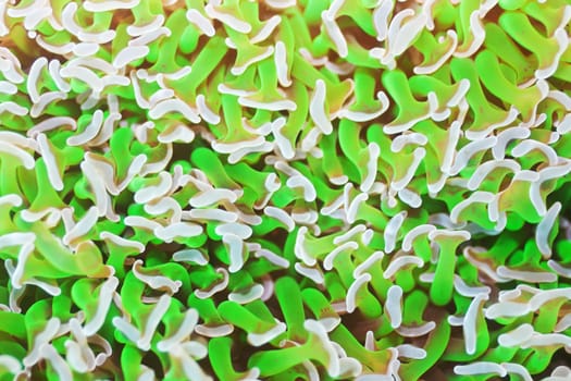 Texture of a bright soft coral underwater